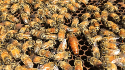 Queen Honey Bee (Queens!)