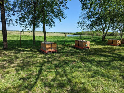 Spring 2024 Complete Bee Hive in Nucs Available